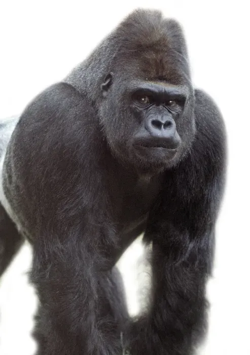 Framed Print : Gorilla gorilla, gorilla Framed Print : Gorilla gorilla, gorilla