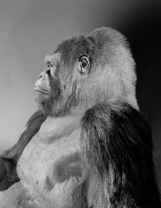 Framed Print : Gorilla gorilla gorilla, western lowland gorilla Framed Print : Gorilla gorilla gorilla, western lowland gorilla