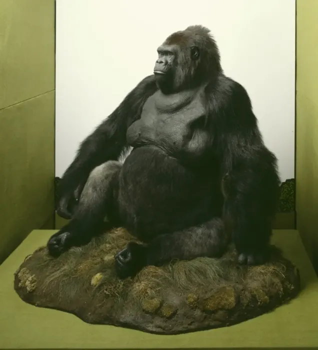 Framed Print : Gorilla gorilla gorilla, western lowland gorilla Framed Print : Gorilla gorilla gorilla, western lowland gorilla