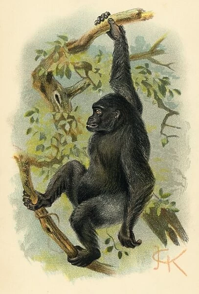 Gorilla  /  Illustrator Jck