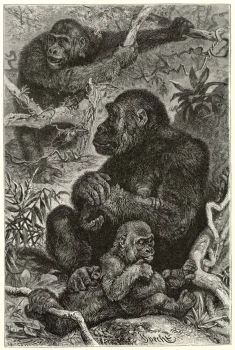 Framed Print : Gorillas at Home Framed Print : Gorillas at Home