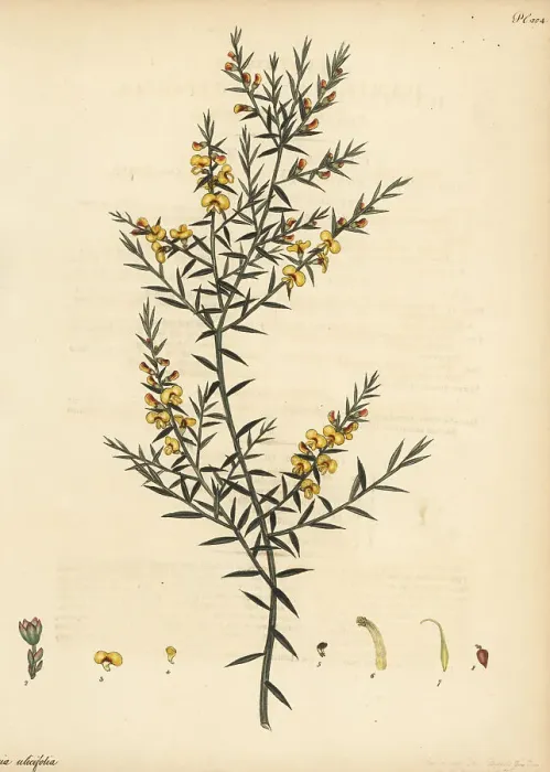 Framed Print : Gorse bitter pea, Daviesia ulicifolia Framed Print : Gorse bitter pea, Daviesia ulicifolia