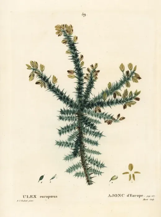 Framed Print : Gorse, Ulex europaeus Framed Print : Gorse, Ulex europaeus