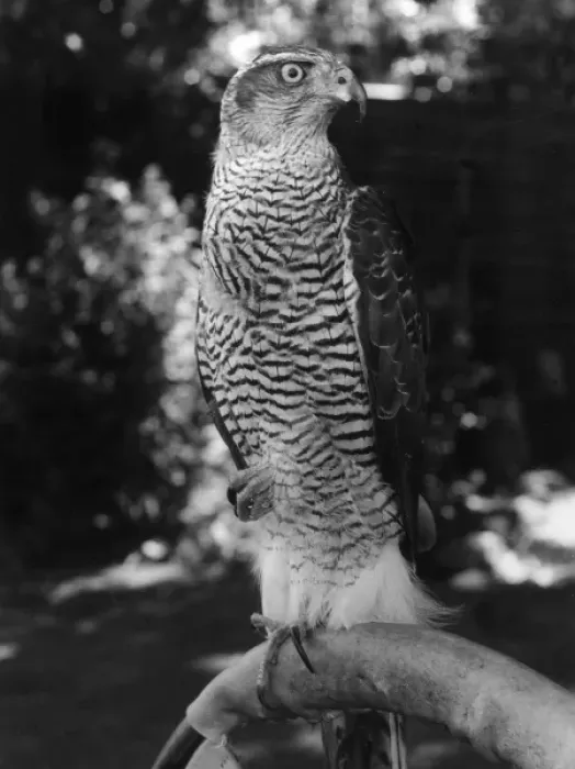 Framed Print : A GOSHAWK. A Goshawk. Date: 1960s Framed Print : A GOSHAWK. A Goshawk. Date: 1960s