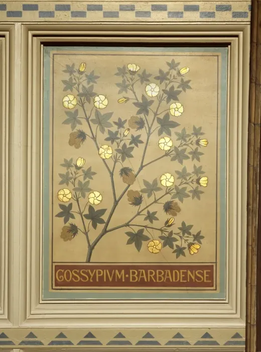 Framed Print : Gossypium barbadense, sea cotton Framed Print : Gossypium barbadense, sea cotton