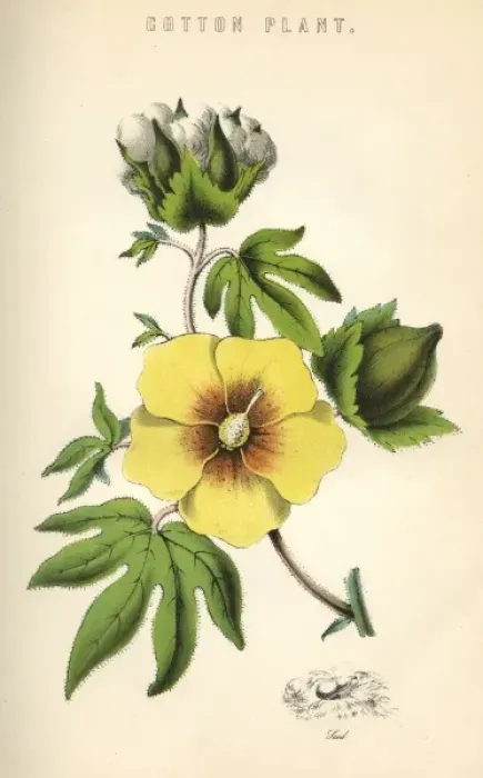 Framed Print : Gossypium (Cotton) Framed Print : Gossypium (Cotton)