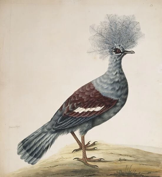Goura cristata, western crowned pigeon