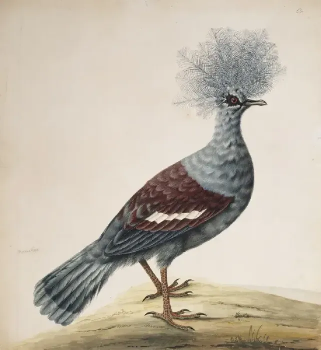 Framed Print : Goura cristata, western crowned pigeon Framed Print : Goura cristata, western crowned pigeon