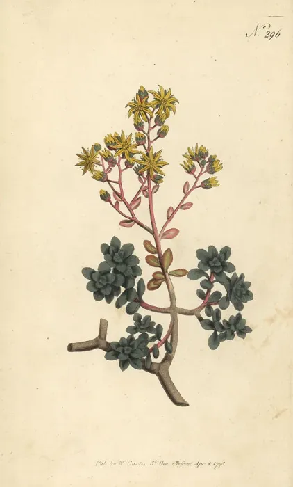 Framed Print : Gouty houseleek, Aichryson tortuosum Framed Print : Gouty houseleek, Aichryson tortuosum