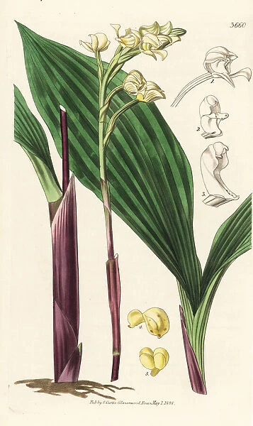 Govenia utriculata orchid