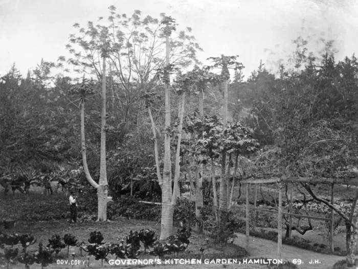 Framed Print : The Governors Kitchen Garden, Bermuda 1873 Framed Print : The Governors Kitchen Garden, Bermuda 1873