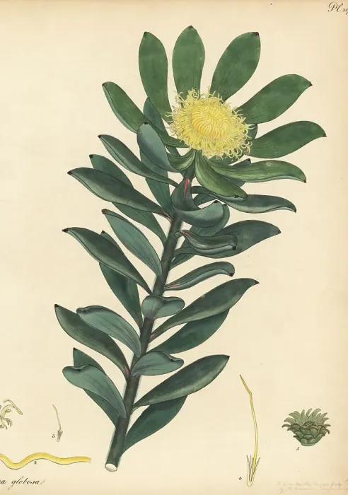 Framed Print : Grabouw conebush, Leucadendron globosum, critically endangered Framed Print : Grabouw conebush, Leucadendron globosum, critically endangered