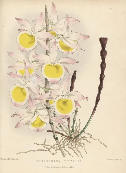 Framed Print : Very graceful dendrobium orchid, Dendrobium gratiosissimum Framed Print : Very graceful dendrobium orchid, Dendrobium gratiosissimum