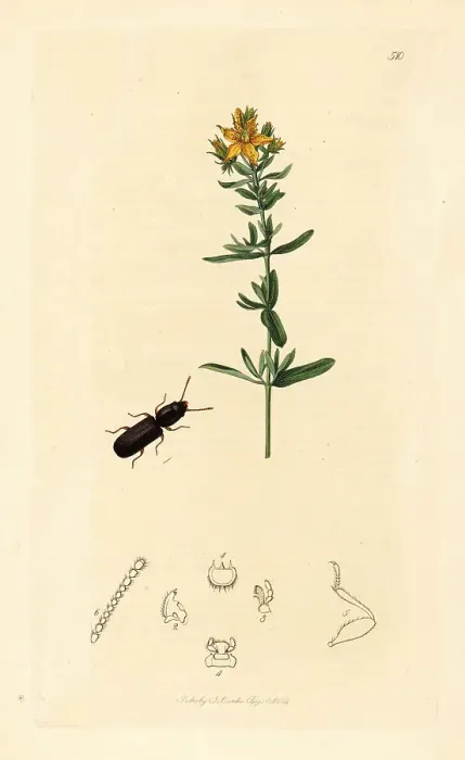 Framed Print : Grain beetle and St. John's wort Framed Print : Grain beetle and St. John's wort
