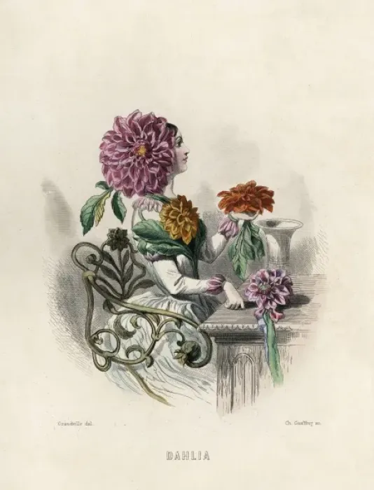 Framed Print : Grandville Dahlia 1847 Framed Print : Grandville Dahlia 1847