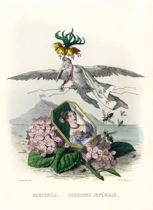 Framed Print : Grandville Hortensia Framed Print : Grandville Hortensia