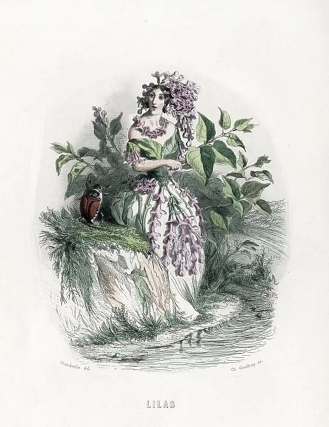 Grandville Lilac 1847