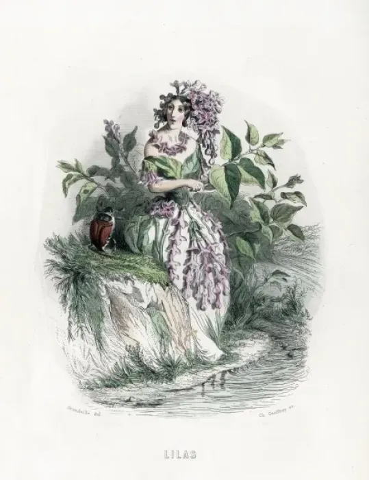 Framed Print : Grandville Lilac 1847 Framed Print : Grandville Lilac 1847