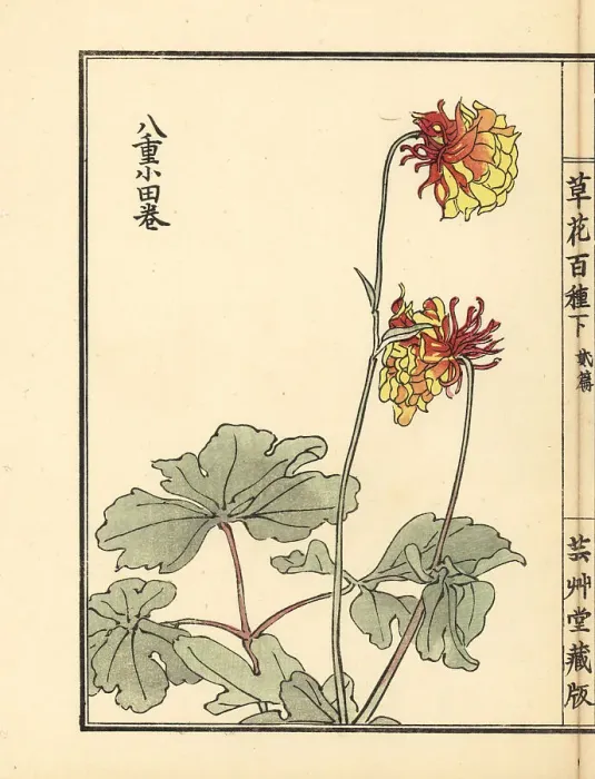 Framed Print : Granny's bonnet or yae-odamaki, Aquilegia vulgaris variety Framed Print : Granny's bonnet or yae-odamaki, Aquilegia vulgaris variety