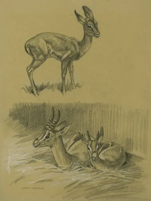 Framed Print : Grants Gazelle & young Impala Framed Print : Grants Gazelle & young Impala
