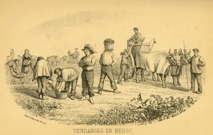 Framed Print : The Grape Harvest, Medoc