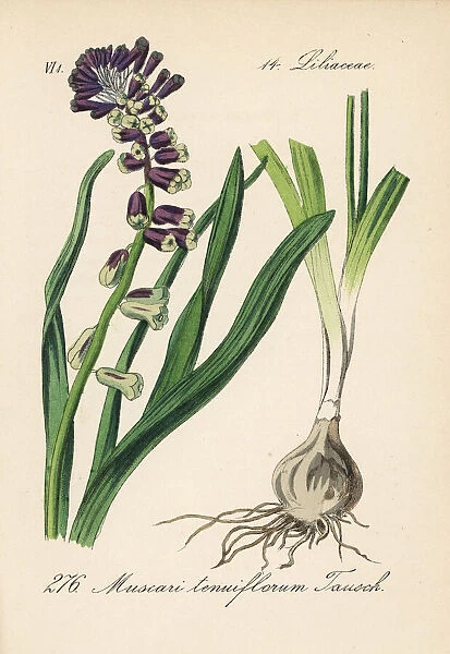 Grape hyacinth, Leopoldia tenuiflora