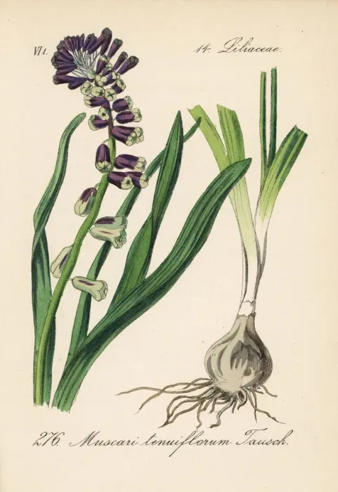 Framed Print : Grape hyacinth, Leopoldia tenuiflora