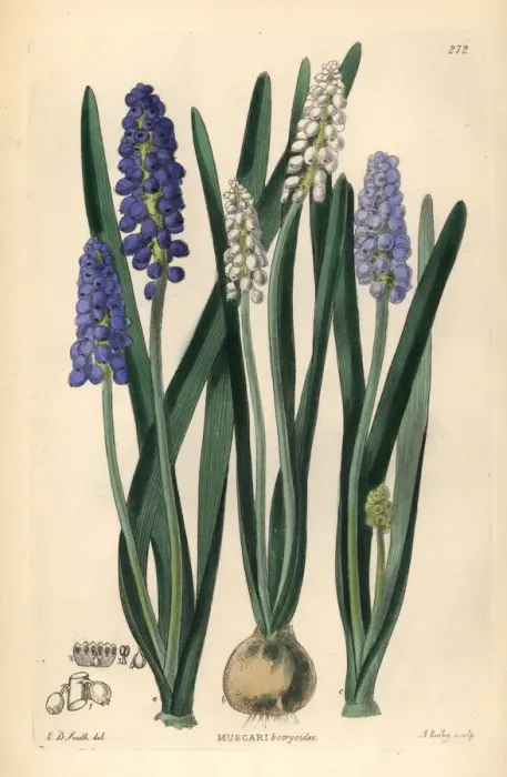 Framed Print : Grape hyacinth, Muscari botryoides Framed Print : Grape hyacinth, Muscari botryoides