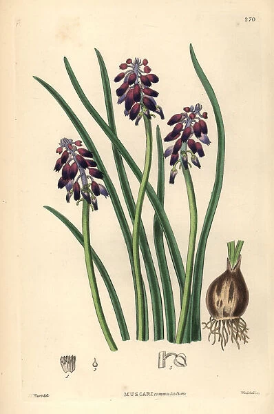 Grape hyacinth, Muscari commutatum