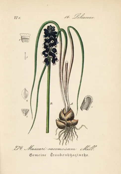 Framed Print : Grape hyacinth, Muscari racemosum Framed Print : Grape hyacinth, Muscari racemosum
