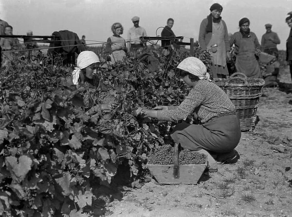 Grape Pickers 1930S