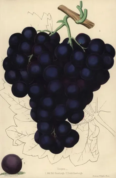 Framed Print : Grape varieties: Mill Hill Hamburgh and Dutch Framed Print : Grape varieties: Mill Hill Hamburgh and Dutch