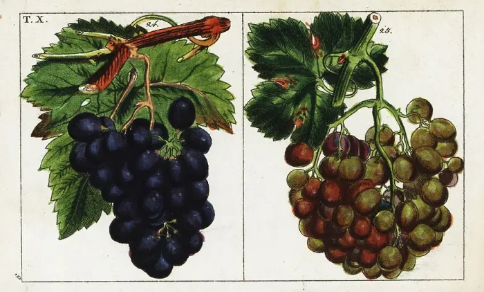 Framed Print : Grape varieties, Vitis vinifera Framed Print : Grape varieties, Vitis vinifera