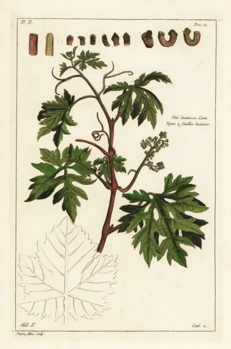 Framed Print : Grape vine, Vitis vinifera Framed Print : Grape vine, Vitis vinifera