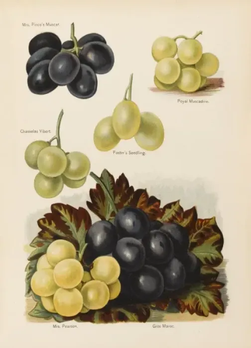 Framed Print : GRAPES. Mrs Pinces Muscat Royal Muscadine Chasselas Vibert Fosters Seedling Framed Print : GRAPES. Mrs Pinces Muscat Royal Muscadine Chasselas Vibert Fosters Seedling