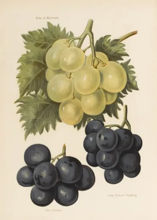 Framed Print : GRAPES. Duke of Buccleuch Lady Downes Seedling Gros Colman Framed Print : GRAPES. Duke of Buccleuch Lady Downes Seedling Gros Colman