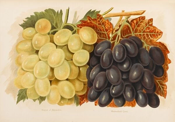 GRAPES. Muscat of Alexandria Madresfield Court