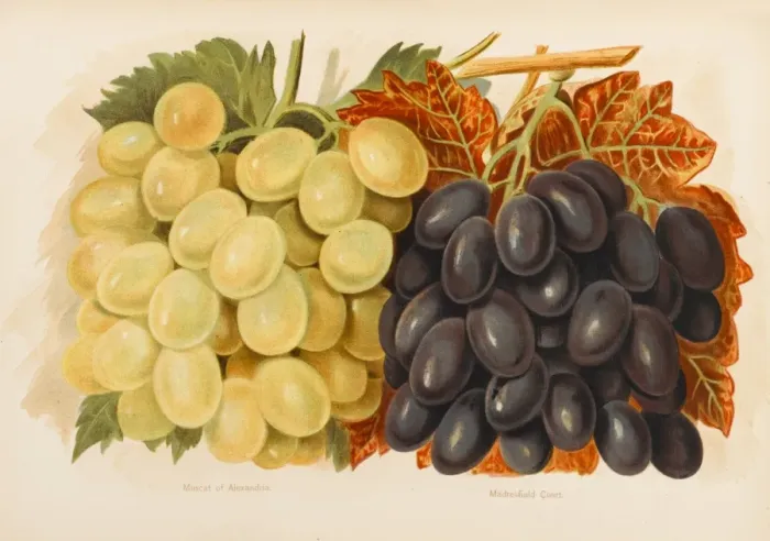 Framed Print : GRAPES. Muscat of Alexandria Madresfield Court Framed Print : GRAPES. Muscat of Alexandria Madresfield Court