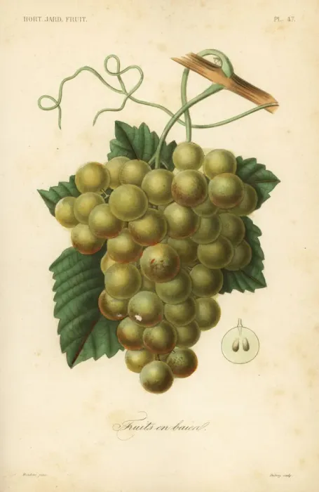 Framed Print : Grapes, Vitis vinifera Framed Print : Grapes, Vitis vinifera