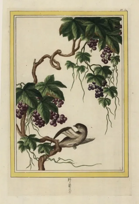 Framed Print : Grapevine, Vitis vinifera Framed Print : Grapevine, Vitis vinifera