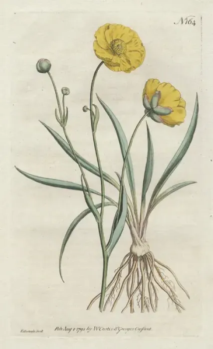 Framed Print : Grass-leaved crowfoot or buttercup, Ranunculus gramineus Framed Print : Grass-leaved crowfoot or buttercup, Ranunculus gramineus