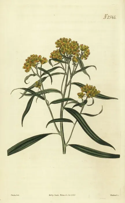 Framed Print : Grass-leaved goldenrod, Euthamia graminifolia Framed Print : Grass-leaved goldenrod, Euthamia graminifolia