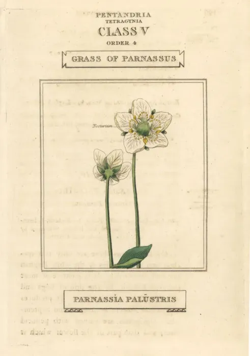 Framed Print : Grass of parnassus, Parnassia palustris