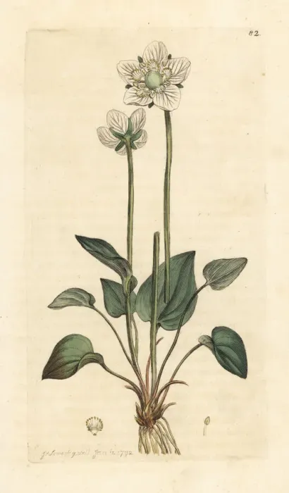 Framed Print : Grass of Parnassus, Parnassia palustris Framed Print : Grass of Parnassus, Parnassia palustris