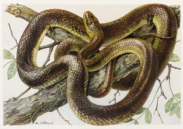 Grass Snake Aesculapius