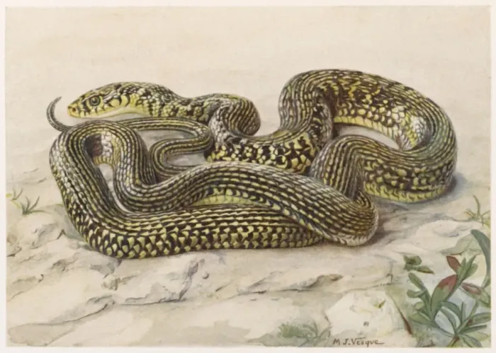 Framed Print : Grass Snake G and Y Framed Print : Grass Snake G and Y