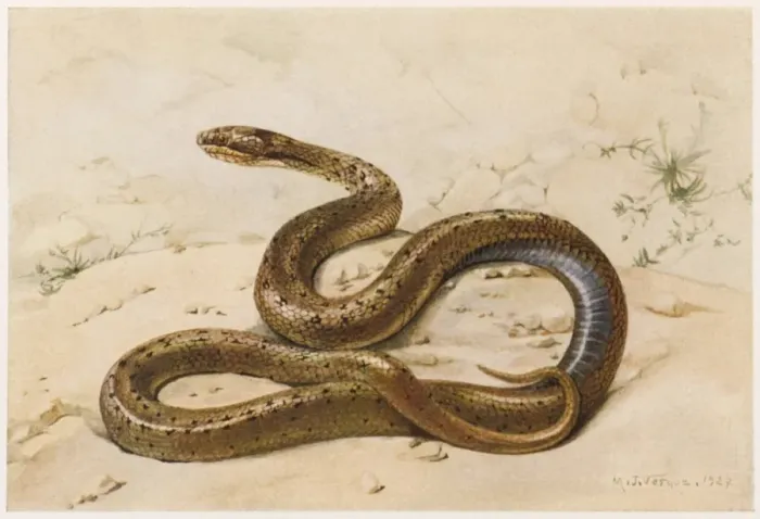 Framed Print : Grass Snake Lissom Framed Print : Grass Snake Lissom