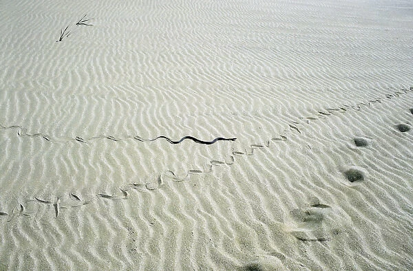 Grass Snake - snake track goes along human track