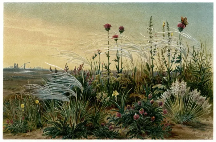 Framed Print : GRASS ON STEPPE Framed Print : GRASS ON STEPPE
