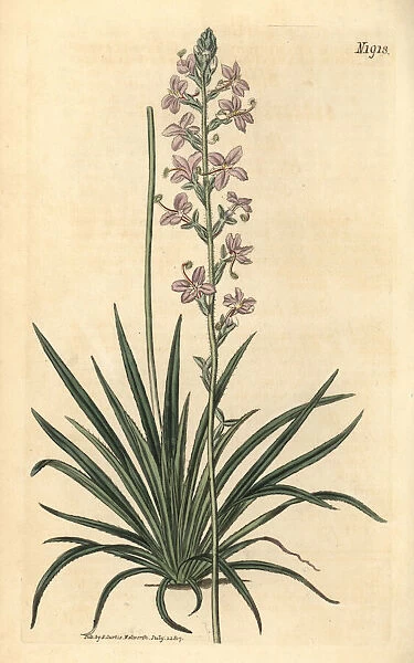 Grass triggerplant, Stylidium graminifolium